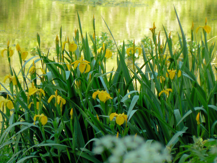 Yellow Flag Iris Yellow Flag Iris